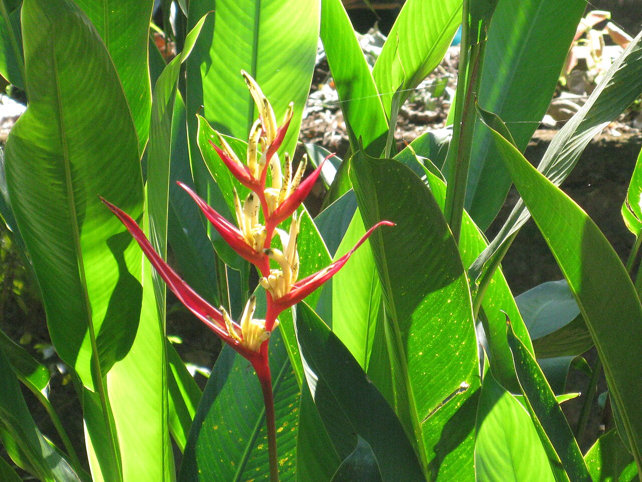 Periyar